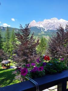 una caja de flores con flores en un balcón con montañas en B&B Cristallo en Cortina dʼAmpezzo
