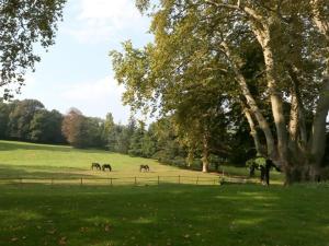 two horses grazing in a green field with trees at Domaine La Bonne Etoile in Beausemblant