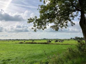 uma manada de vacas a pastar num campo com uma árvore em Ferienwohnung Bruns em Ihlow