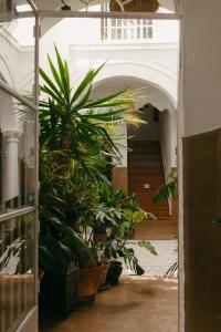 a hallway with a bunch of plants in a building at Hostal Africa in Tarifa