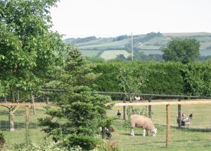 Animals at the resort village or nearby 