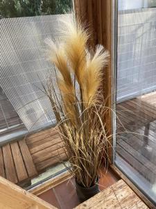 eine Topfpflanze neben einem Fenster in der Unterkunft Ferienwohnung Blick ins Grüne in Ober-Ramstadt