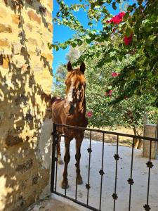 un caballo marrón de pie junto a una valla en Hôtel Dar Mhana en Hammamet