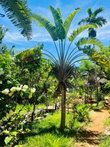 a palm tree in the middle of a field at Tamarin Lodge in Ampangorinana