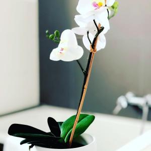 a white flower in a white vase on a table at Fewo-Exklusiv "Seeblick" in Großräschen