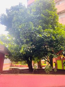 a large tree in front of a building at Residence Roume Abidjan Plateau in Abidjan