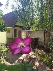 a pink flower in front of a house at Life water small house in Budapest