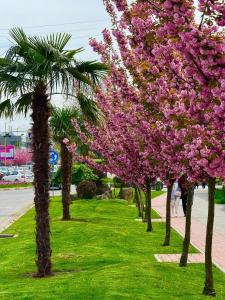 una fila de árboles con flores rosas en un parque en Crystal en Úzhgorod