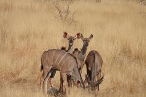 tres ciervos parados en un campo de hierba alta en Camp Mara, en Omaruru