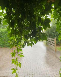 a close up of a tree with a walking path at Garden Room Dormston in Kington