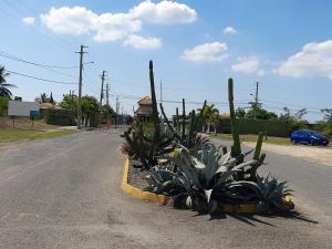 un gruppo di piante sul ciglio di una strada di Seville Meadows 3 - Johns Road Spanish Town a Spanish Town
