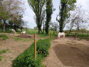 a group of horses grazing in a field at La Maison Rouge in Crespellano
