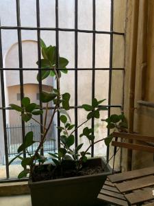 a plant in a pot in front of a window at CasaCau in Rome