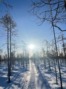 einen schneebedeckten Wald mit Bäumen mit der Sonne im Hintergrund in der Unterkunft Mökki luonnon keskellä. in Tervola