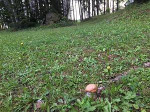 a mushroom in the grass in a field at gemütliches neu renoviertes Gästezimmer mit Balkon - b58384 