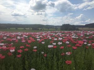 a field of pink and white flowers in a field at gemütliches neu renoviertes Gästezimmer mit Balkon - b58384 