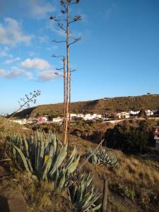 um grupo de cactos num campo com duas árvores em Carmencita y Manolito em Telde