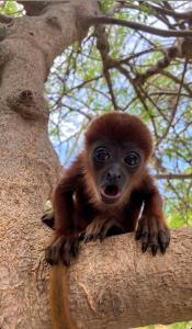a baby monkey is sitting in a tree at Villa Maria Tayrona, Jungle and Sea Experience in Los Naranjos