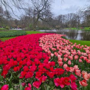 een veld van rode en roze bloemen in een park bij Horyzont in Noordwijkerhout