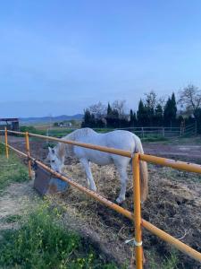 ein weißes Pferd, das aus einem Trog isst in der Unterkunft FINCA EL CERRO in La Solana