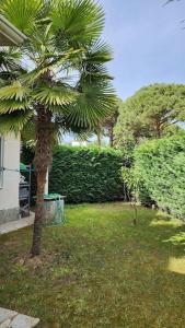 a palm tree in a yard next to a house at Alba's House Lura1 Residence in Draç