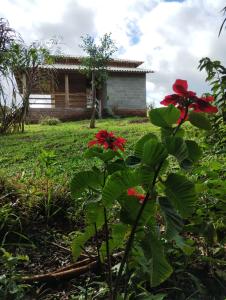 een plant met rode bloemen voor een huis bij Cabana Schmitt in Maratá