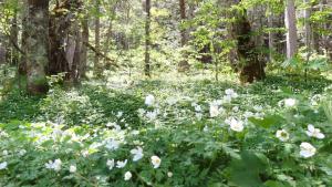 Fotografie z fotogalerie ubytování Nakanoyu Onsen Ryokan - Vacation STAY 18778v v destinaci Macumoto