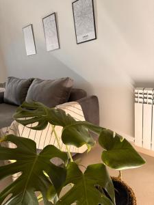 sala de estar con sofá y planta en BHIaparts-Roca con COCHERA en Bahía Blanca