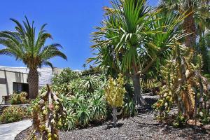 un montón de palmeras en un jardín en Ferienhaus für 4 Personen ca 65 qm in Puerto Naos, La Palma Westküste von La Palma, en Puerto Naos