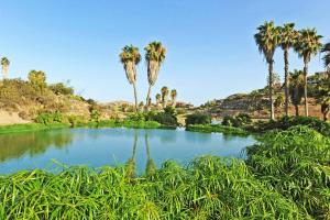 um lago com palmeiras no meio de um campo em Ferienhaus mit Privatpool für 6 Personen ca 122 qm in Las Crucitas, Gran Canaria Südküste Gran Canaria em Maspalomas