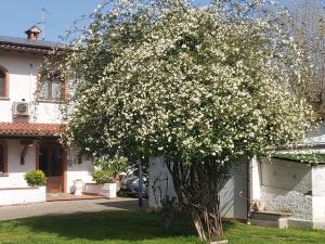 un árbol con flores blancas delante de una casa en Villa Fioccomare, en Camaiore