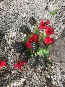 Galeriebild der Unterkunft Studio Jasmin à 2 mn de la plage de Friar's Bay in Friar's Bay