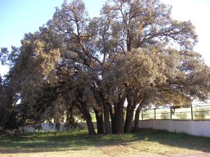 Un árbol grande en un campo al lado de una valla. en Agroturismo Calixto, en Villarrobledo