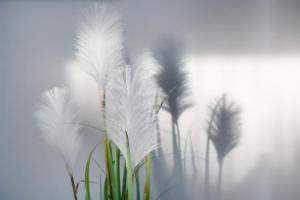 a group of feathery plants against a white background at Friesenstraße 13 in Bensersiel