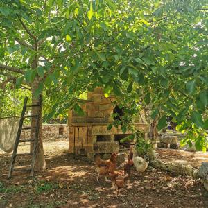 A garden outside Masseria Borgo del Gallo