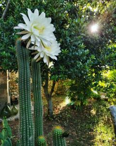 A garden outside Masseria Borgo del Gallo