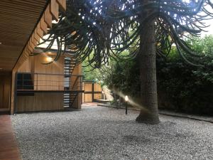 a tree in front of a building with a tree at ARAUCARIA, Monoambiente Vivero V in San Martín de los Andes