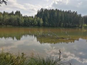 a lake with a tree branch laying in the water at Ferienwohnung nähe Redbull Ring in Judenburg