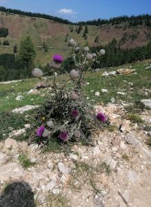 een plant met paarse bloemen op een rotsachtige heuvel bij Ferienwohnung nähe Redbull Ring in Judenburg