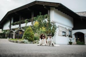 two dogs sitting in front of a house at Villa Waidblick in Ledenitzen
