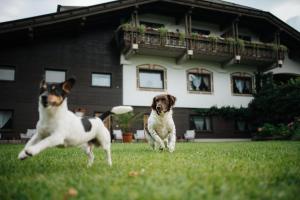 two dogs playing in the grass in front of a house at Villa Waidblick in Ledenitzen