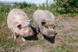 zwei nebeneinander stehende Schweine auf einem Feld in der Unterkunft Rügen-Ferienhof in Ummanz