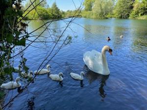 grupa białych łabędzi pływających w jeziorze w obiekcie Gîte Au bord du Halage w mieście Pont-Rémy