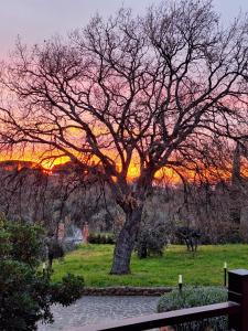 a tree in a field with a sunset in the background at B&B Bee in Frascati