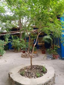 un pequeño árbol en un círculo delante de un edificio en The Hideout, en Kampot