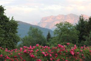 a field of pink flowers with mountains in the background at Bio Ferienbauernhof Greber in Schwarzenberg +36 photos