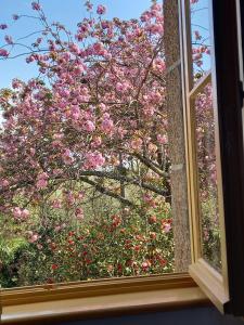 a window view of a tree with pink flowers at Le Petit Manoir in Isigny-le-Buat