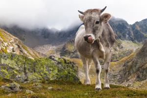 una vaca parada en la cima de una montaña en Aktivhotel Waldhof, en Oetz