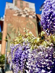 a bunch of purple flowers in front of a building at Innpiero in Taormina