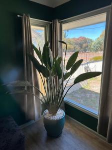 une plante en pot assise devant une fenêtre dans l'établissement 3 Bedroom Home Esperance, à Esperance
